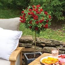 Watermelon Sunblaze Tree Rose, 3 gallon