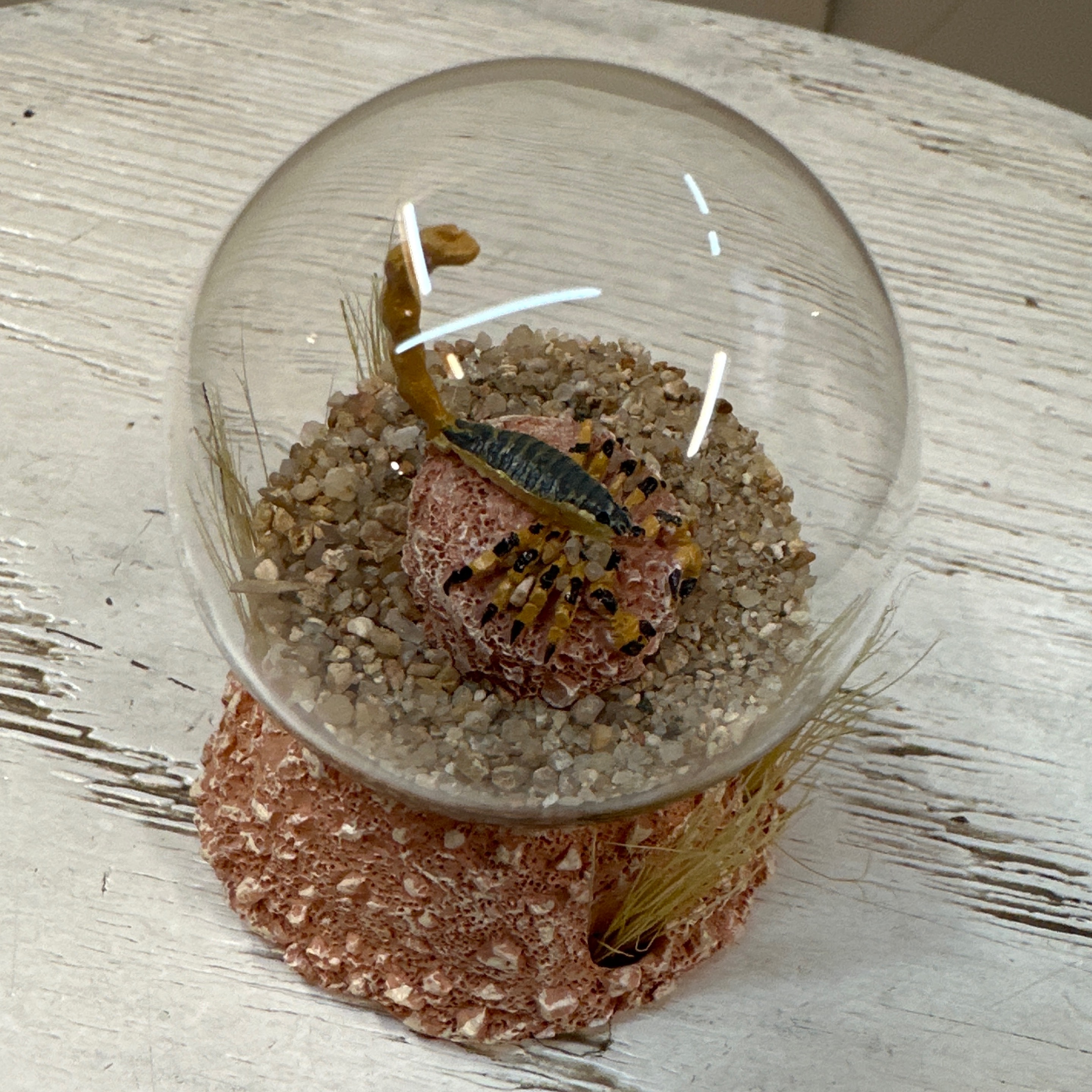 Mini Sand Globe-Scorpion