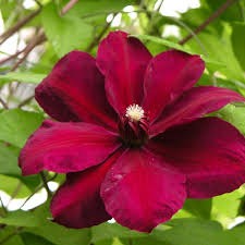 Westerplatte Clematis, 2 gallon Ladder