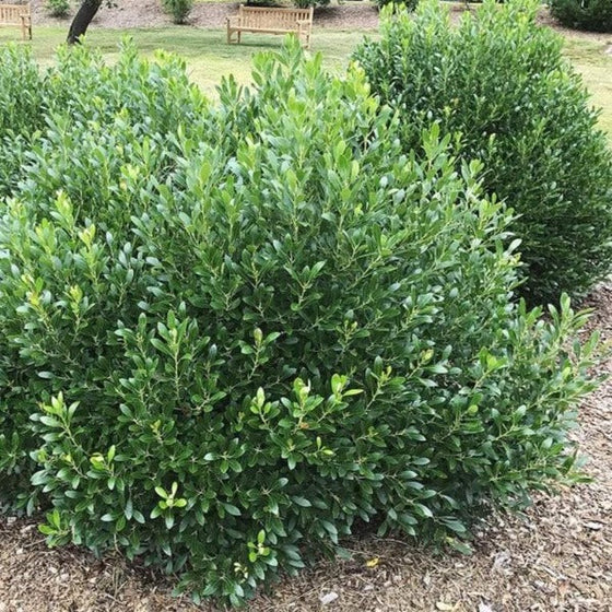 Inkberry Holly