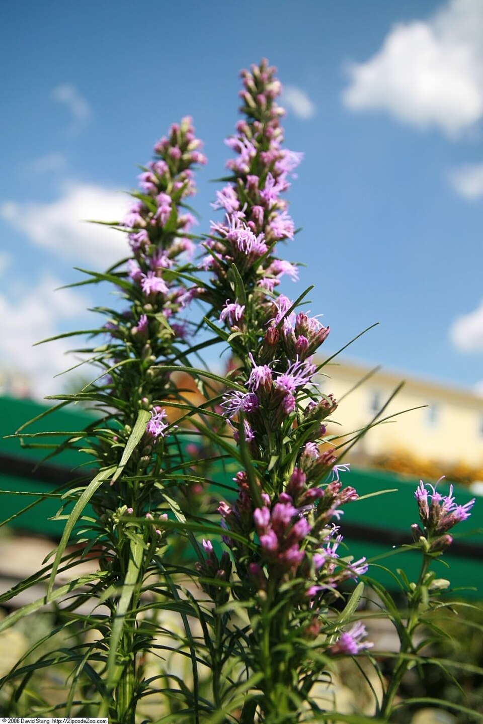 Liatris spicata 'Kobold' (Blazing Star)