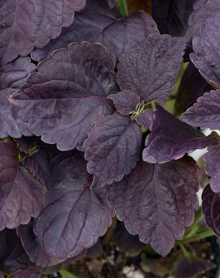 Coleus Colorblaze Royal Cherry Brandy Quart