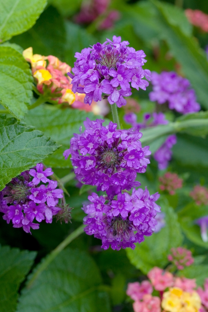 Verbena Cake Pops Pink 1 Gal PW