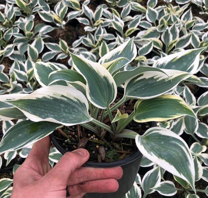 Hosta Great Expectations 1 Gal