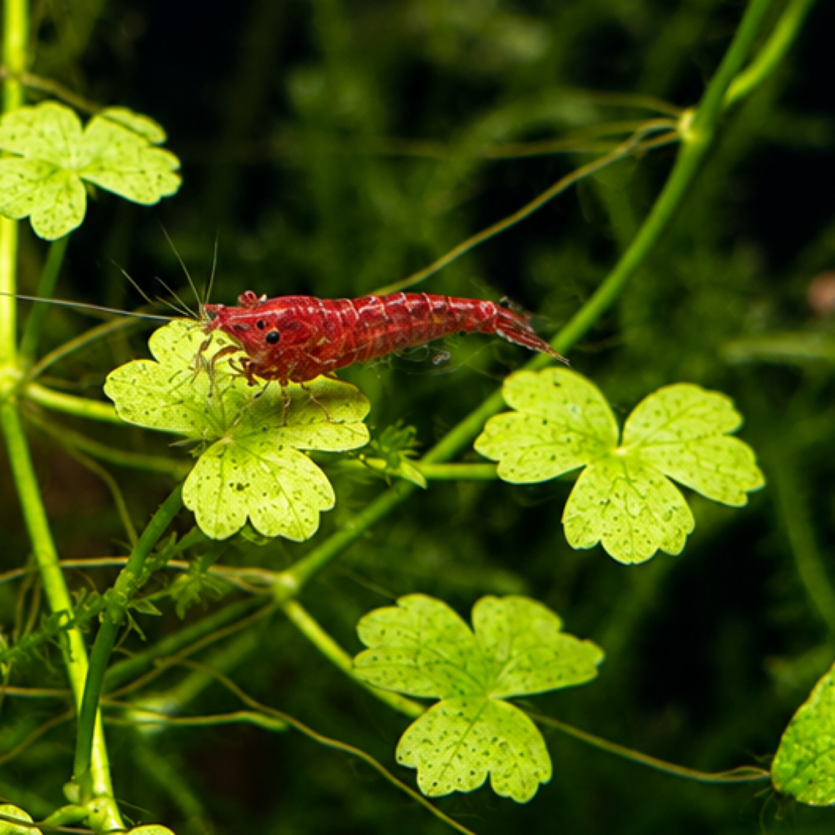 Cherry Shrimp