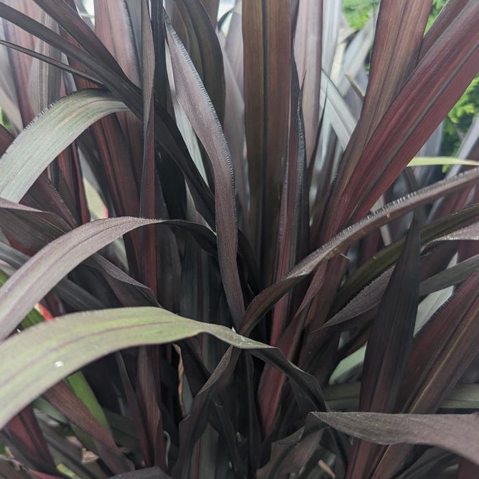 Praline Fountain Grass 3 Gal