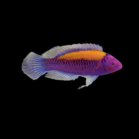 Orange Backed Fairy Wrasse