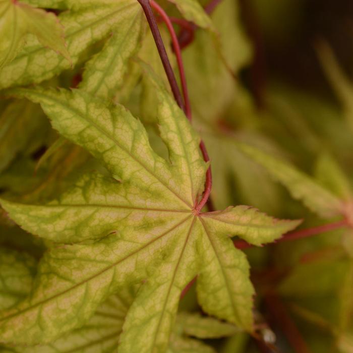 Japanese Maple Shindeshojo 10 Gal 30-36"