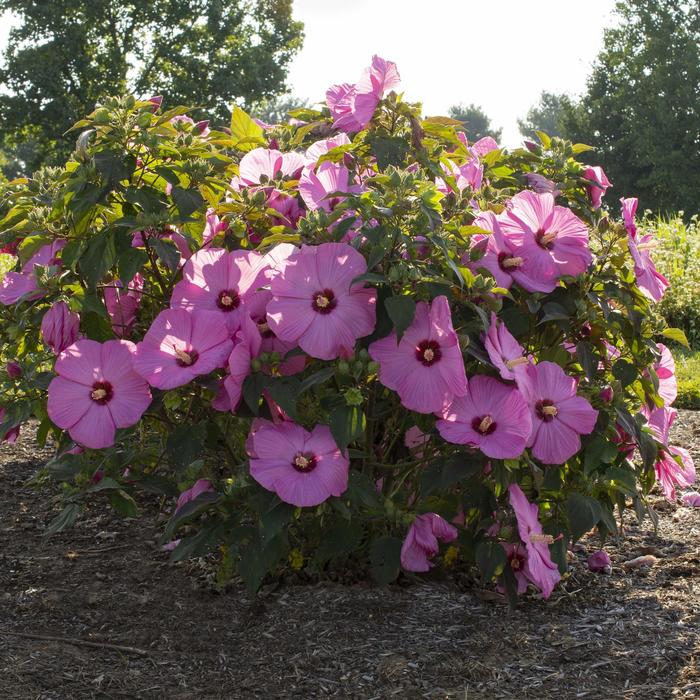 Hibiscus Head Over Heels Blush 3 Gal