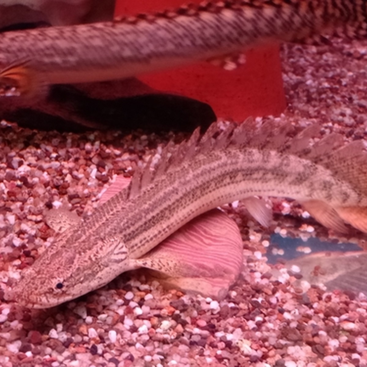 Nile Bichir