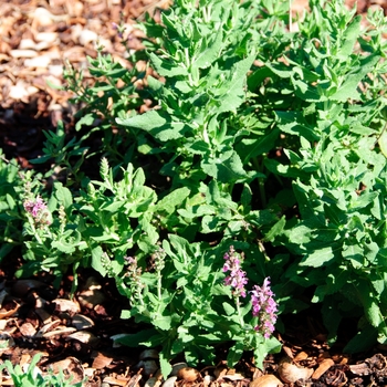 Sage Pink Meadow 1 Gal