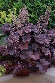 Palace Purple Coral Bells (Heuchera)