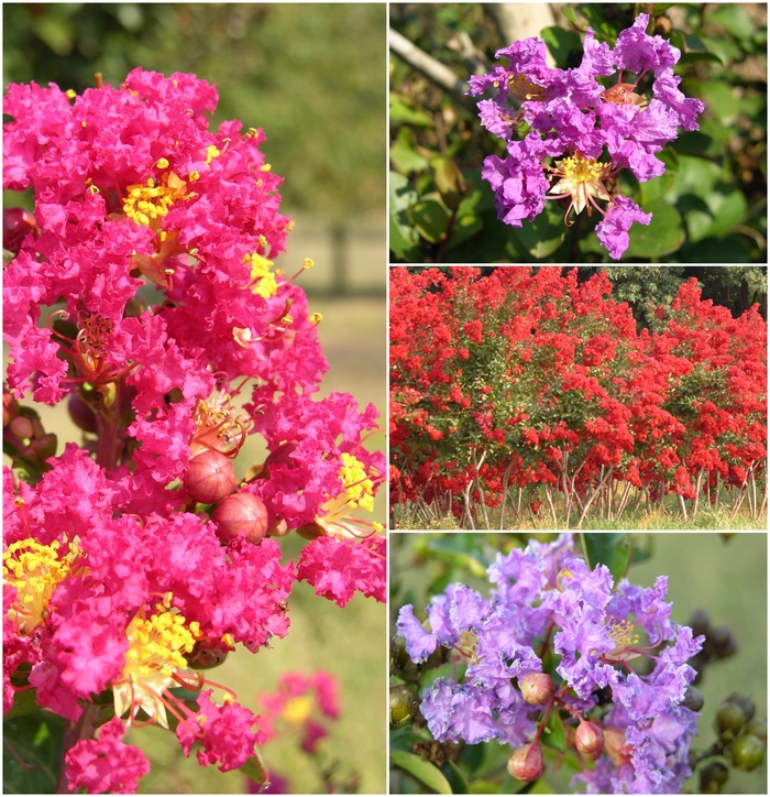 Crape Myrtle Diamond Dazzle Dwarf 3 Gal