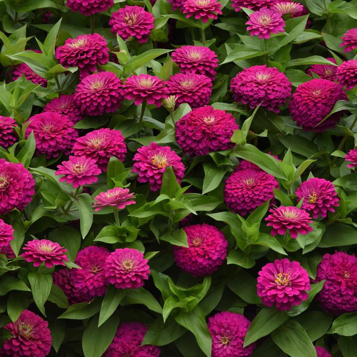 Zinnia Zesty Purple Quart