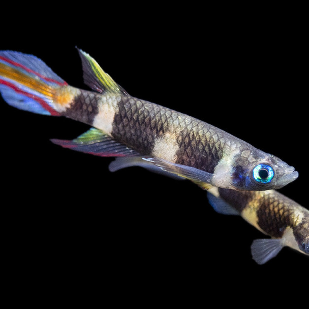 Clown Killifish