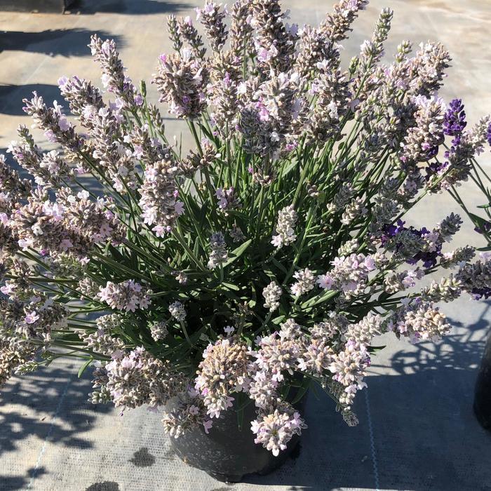 Lavender 4''