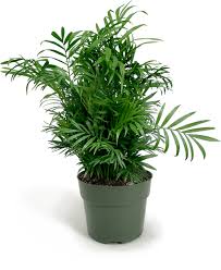 Neanthe Bella (Parlour) Palm, 10"