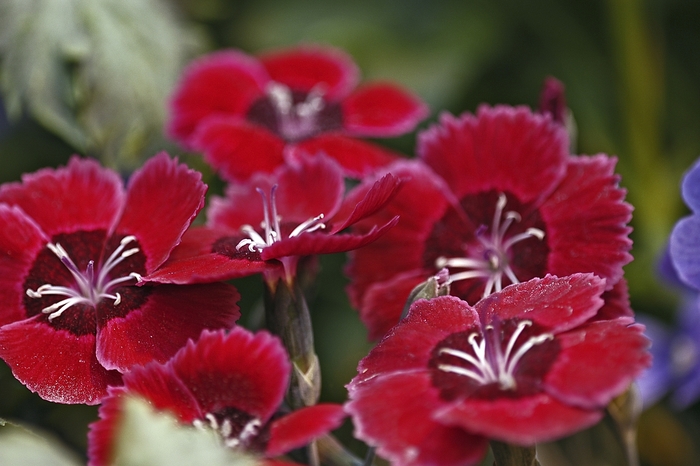Dianthus jolt Scarlet 1 Gal