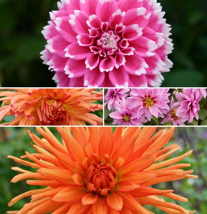 Dahlia 13"
