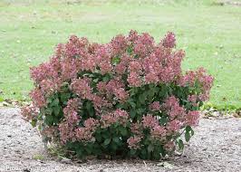 Little Quick Fire Hydrangea, 3 gallon
