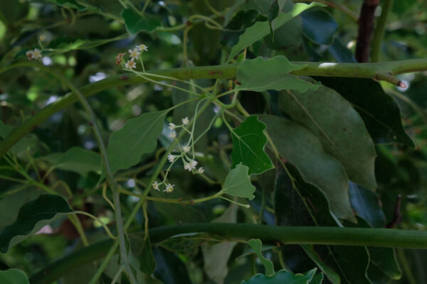 3/15（日）ハーブ蒸留芳樟