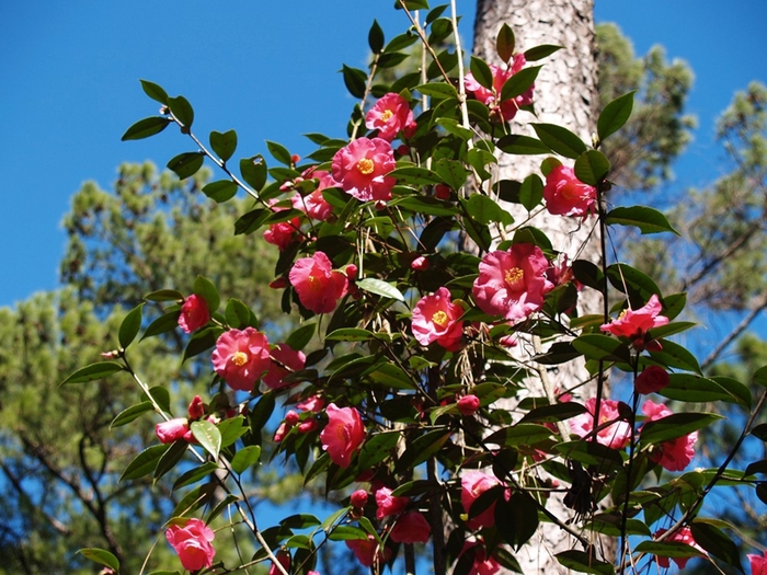 Camellia Delores Edwards 15 Gal
