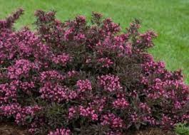 Dark Horse Weigela, 2 gallon