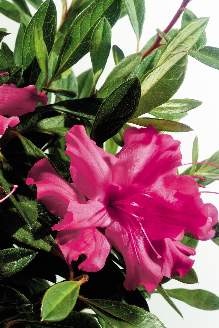 Azalea Encore Autumn Sunset 3 Gal