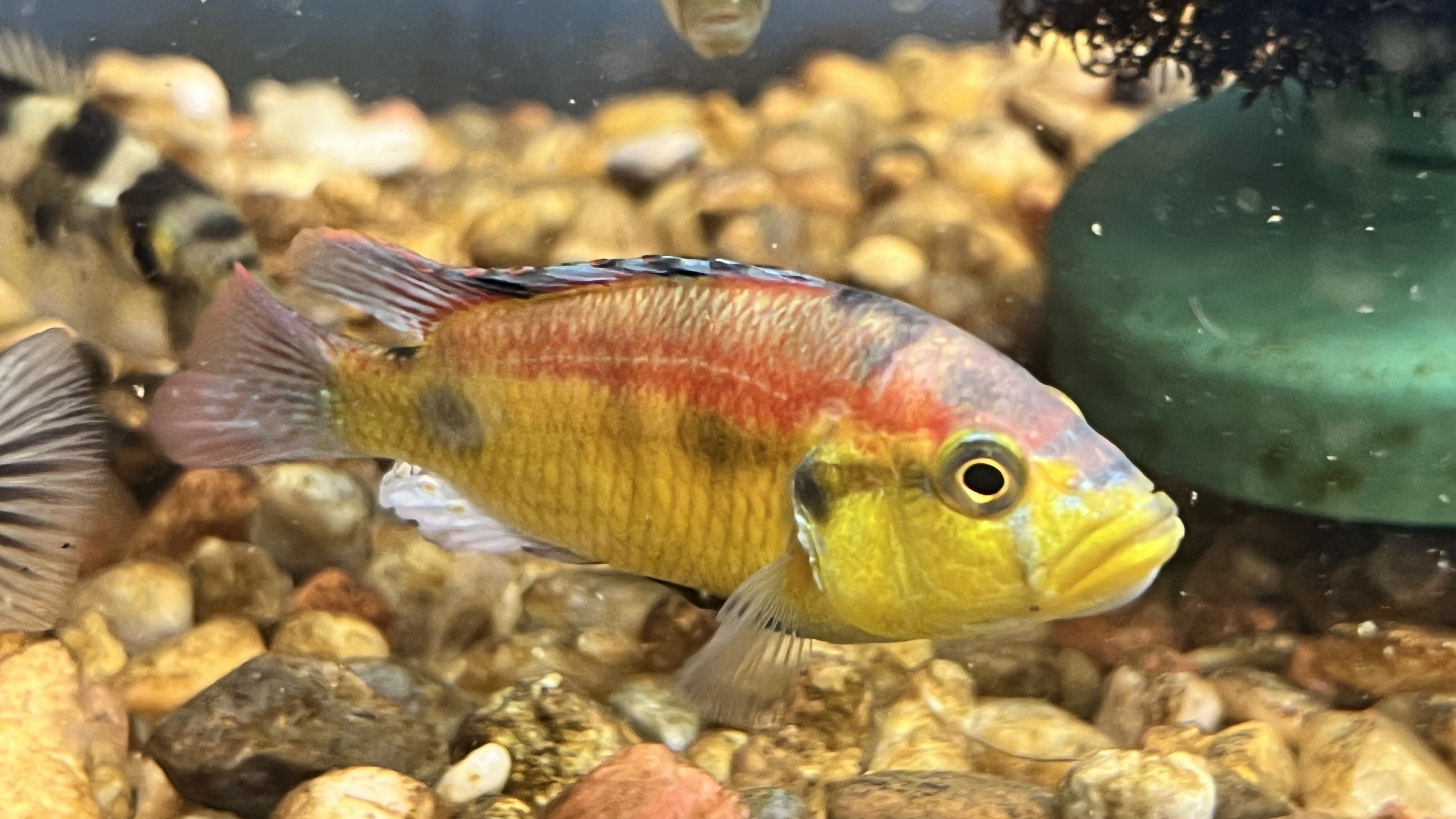 Haplochromis Aenecolor Cichlid