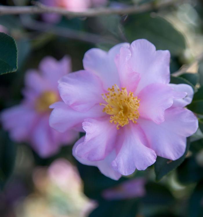 Camellia Royal Flush Shishi 3 Gal