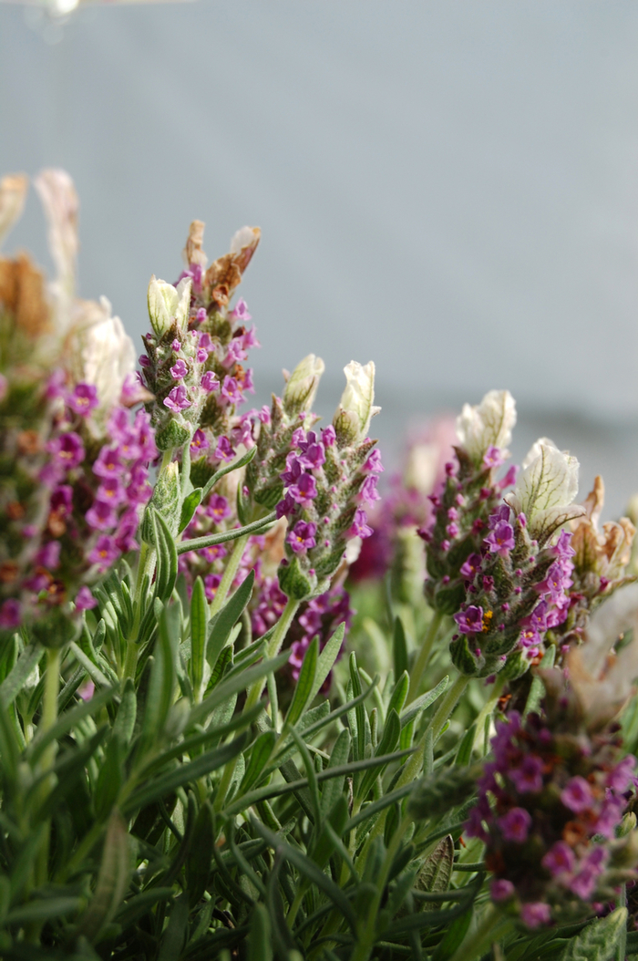 Lavender Otto Quast Spanish Quart