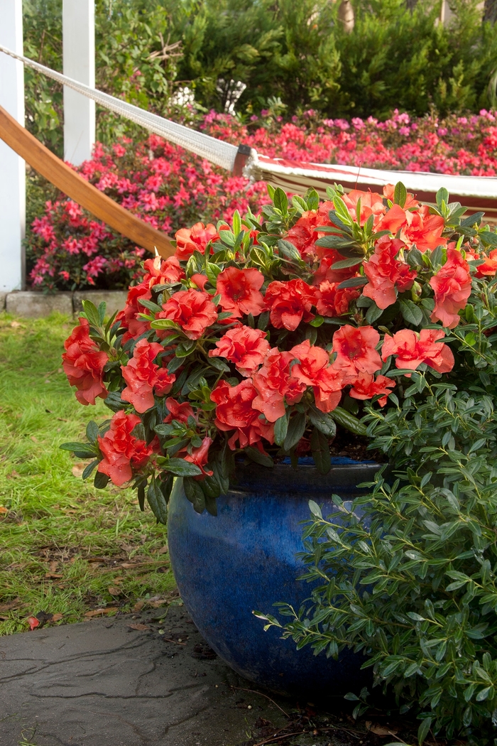 Azalea Encore Autumn Empress 7 Gal