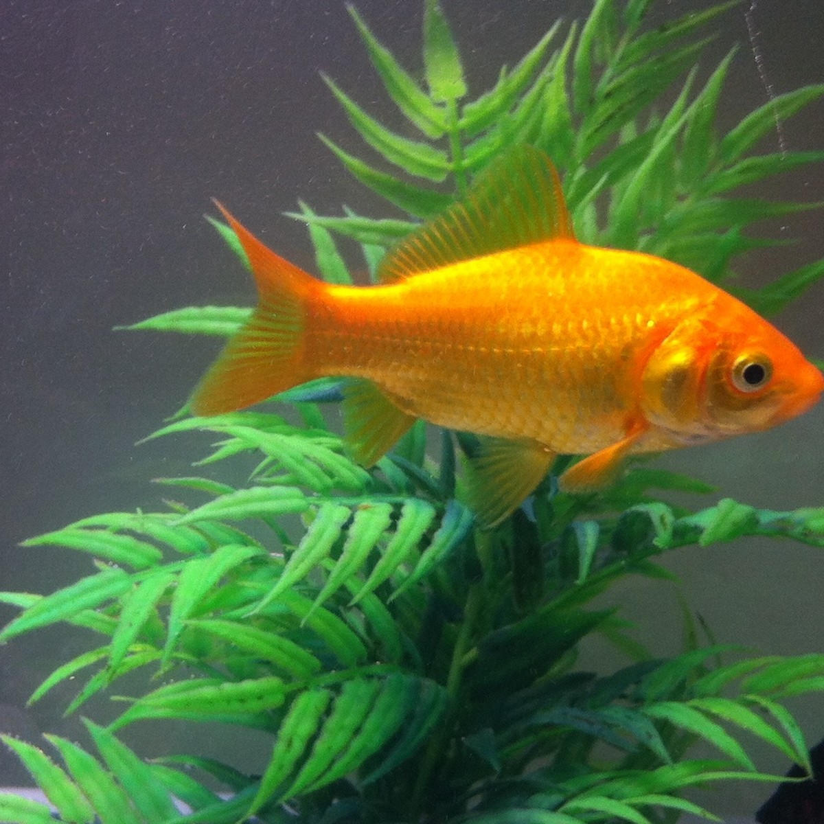 Goldfish Feeder