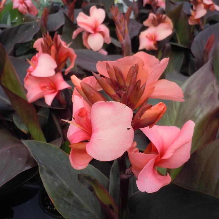 Canna Cannova Green Leaf Rose 1 Gal