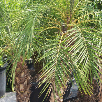 Phoenix Roebelenii Palm Single 14"