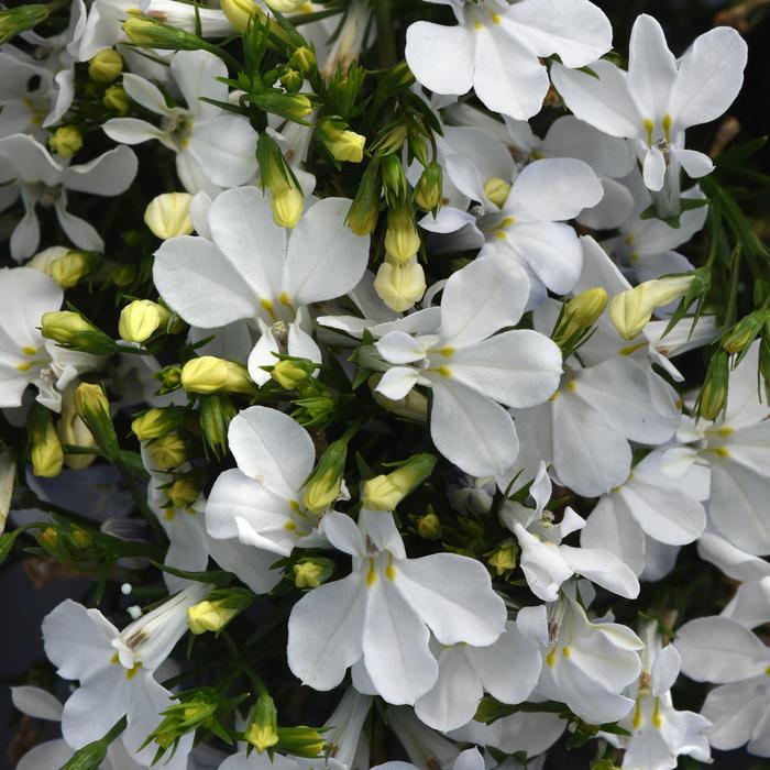 Lobelia Magadi Dark Blue 12" HB