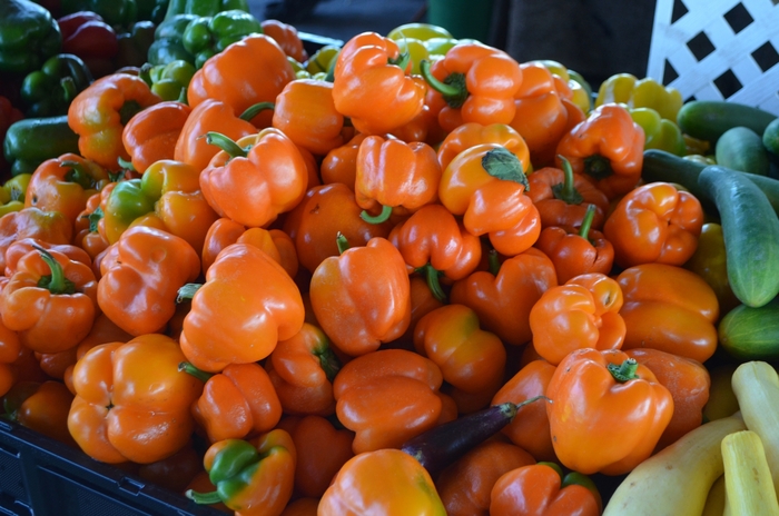 Ornamental Pepper Hot Pops Purple Quart