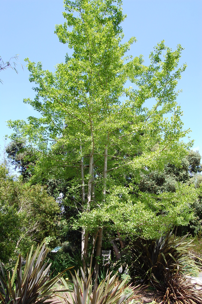 Ginkgo Biloba Autumn Gold