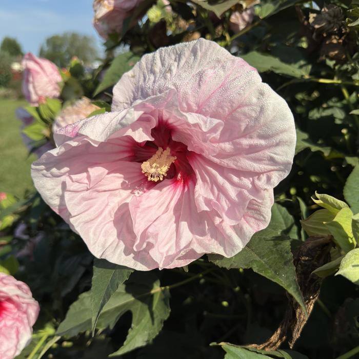 Hardy Hibiscus Ballet Slippers 3 Gal PW