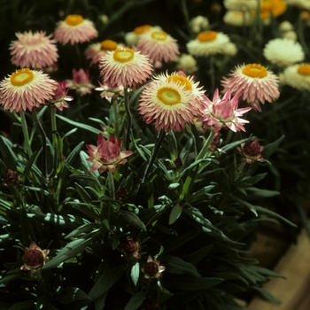 Strawflower Garnvia Pink 1 Gal