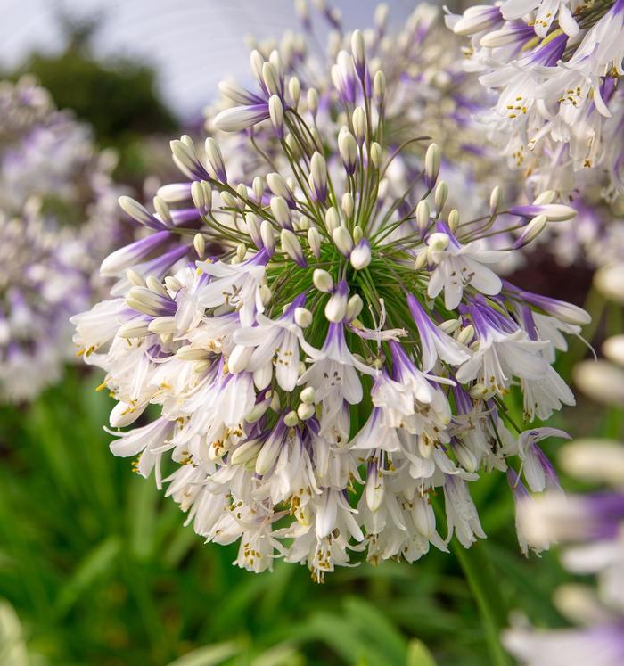 Agapanthus Getty White 1 Gal