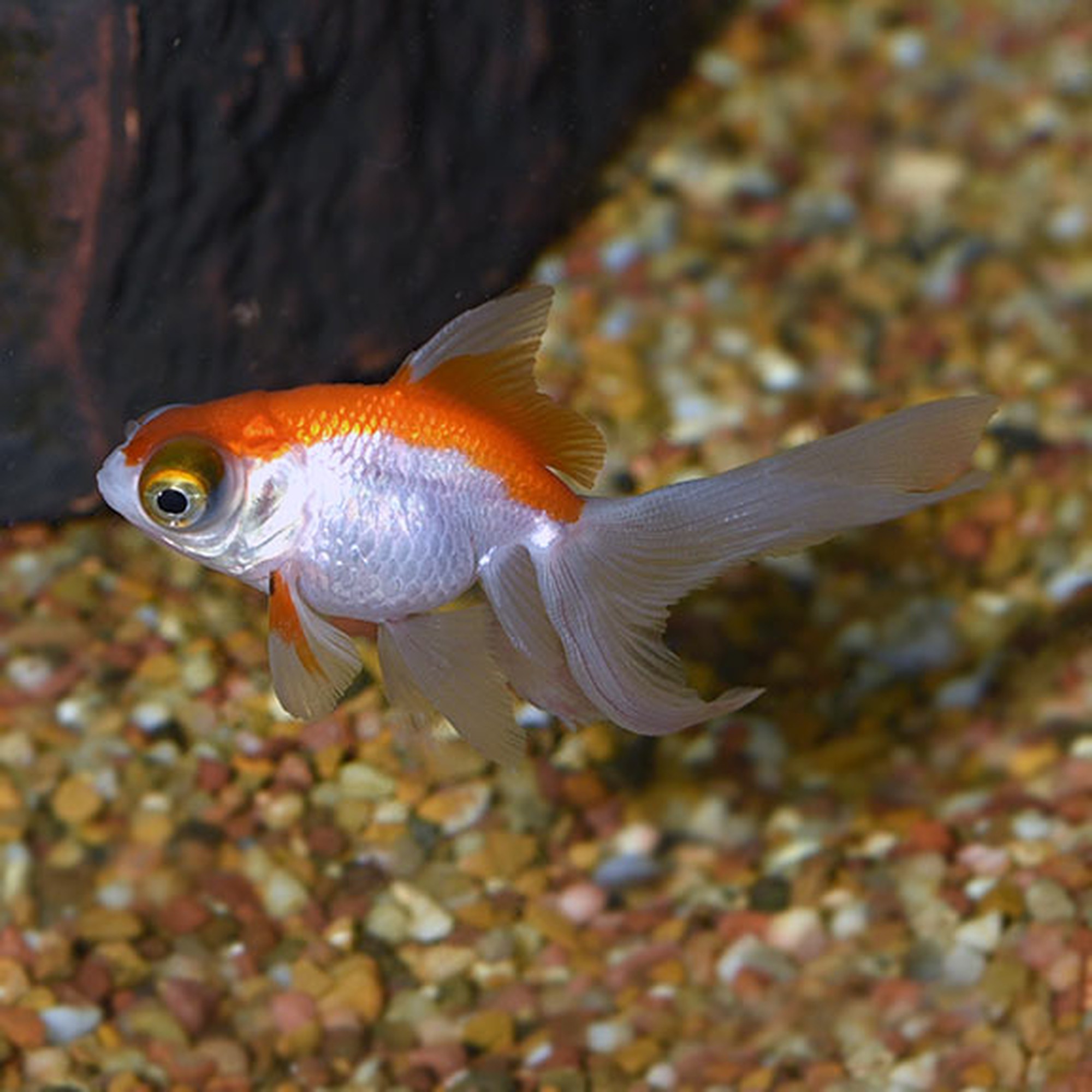 Celestial Eye Goldfish