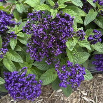 Heliotrope Aromagica Purple 1 Gal