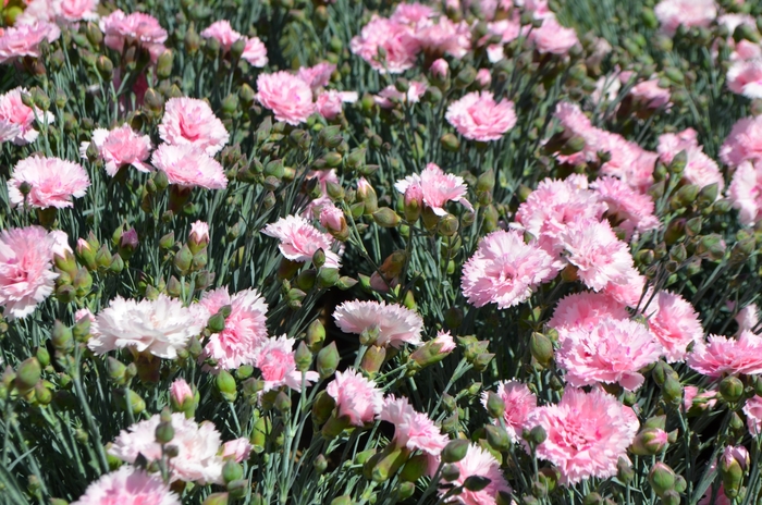 Dianthus Coconut 1 Gal