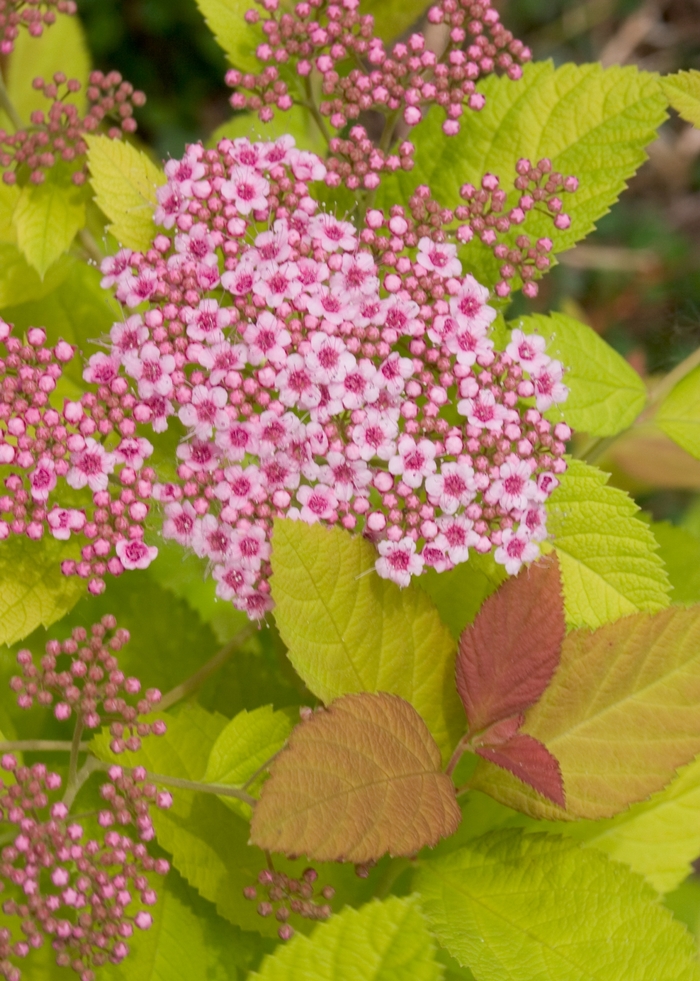 Spirea Double Play Pink 3 Gal