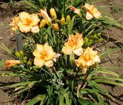 Bermuda Peach Kokomo Daylily (Hemerocallis), 1 gallon