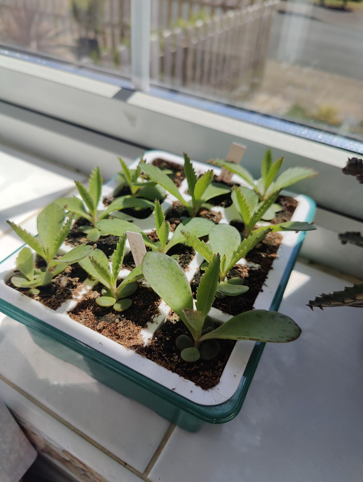 Mother Of Thousands/Alligator Plant - 2x Mini Plugs - Succulent