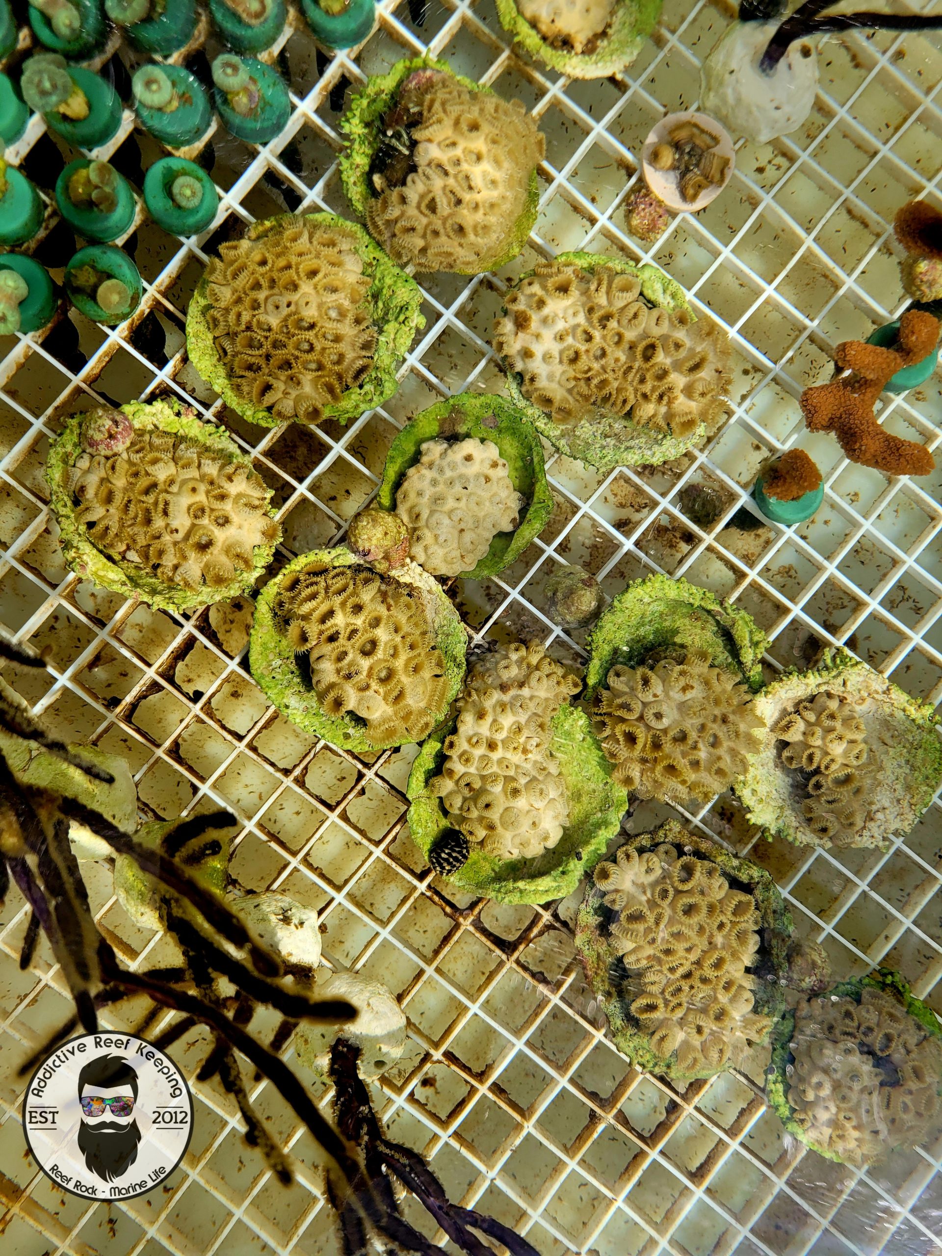 ARK White Encrusting Palythoa caribaeorum Zoa Colony- 10 to 20 Polyps
