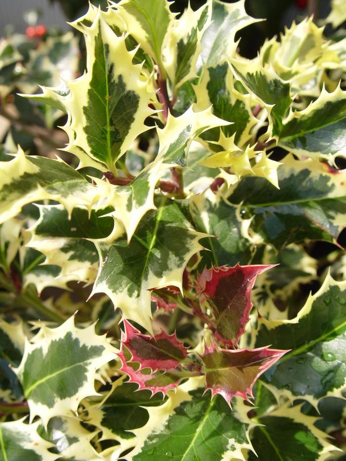 East Palatka Holly FTG 15 Gal