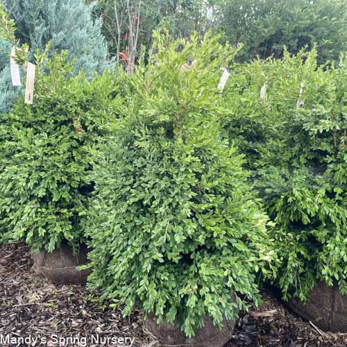 Buxus x 'Green Mountain'